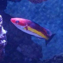Advanced Aquatic Pets