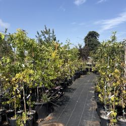Fruit trees