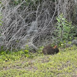 Ocala Wetland Recharge Park