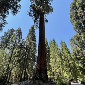 Big Trees Trail - Hiking Near Me - Three Rivers, California Big Trees Trail - Hiking Near Me - Three Rivers, California