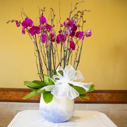 Eric Orchids