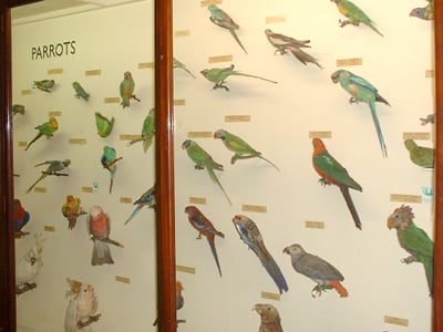 Horniman Museum and Gardens by null