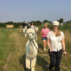 Alpaca Trekking