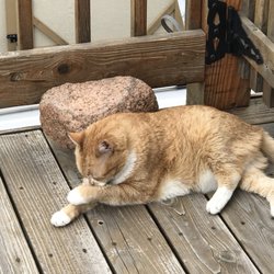 Almost Home Adoptions For Rescued Cats
