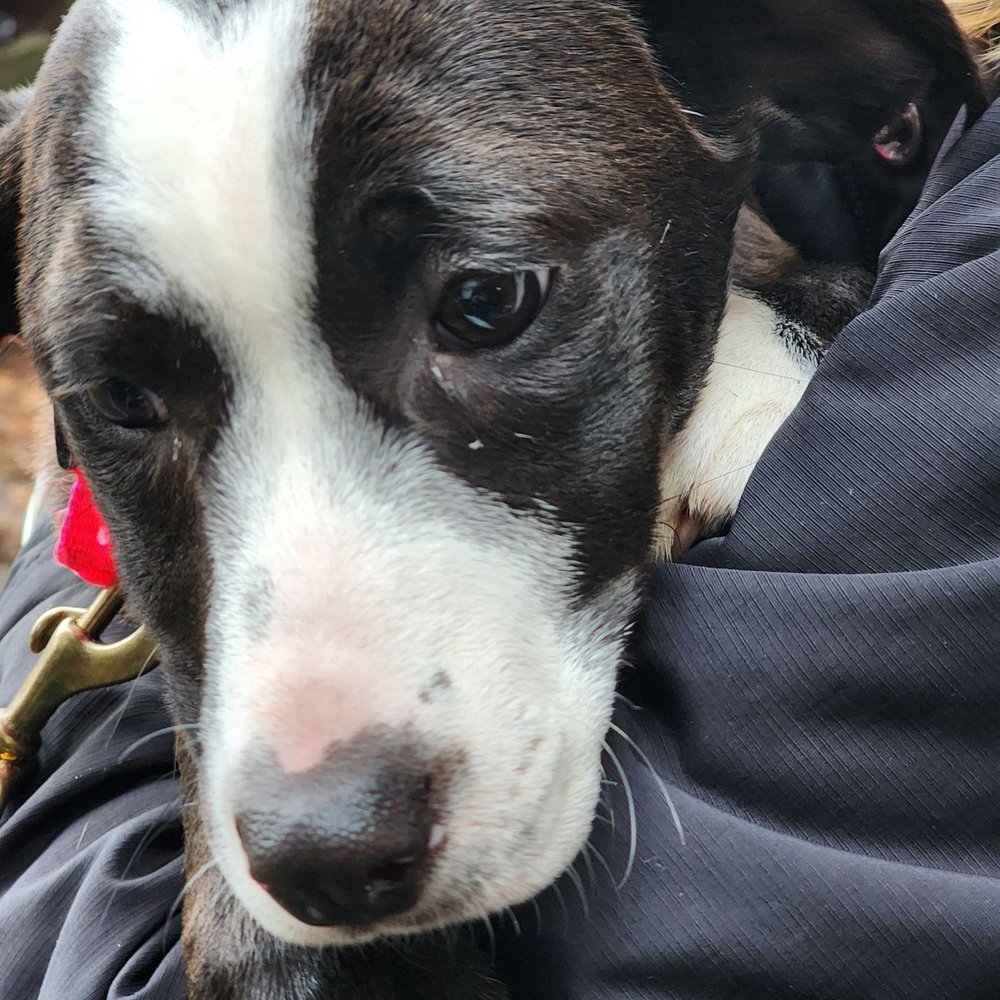 CmoorepetsTravel - Puppy traveler - Pet Transportation Near Me