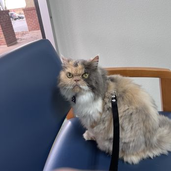 Pace Veterinary Clinic - Lulu impatiently waiting to get this over with. - Veterinarians Near Me - Pace, Florida