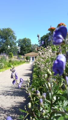 Linnaeus garden by null