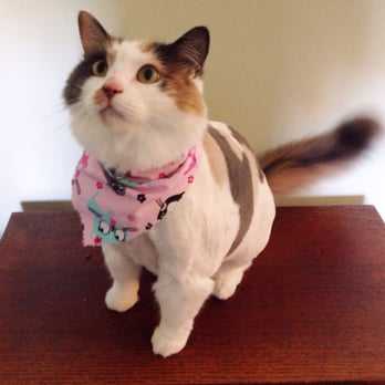 Pet Star Salon - My cat Bailey, post-grooming, back at home and very happy! - Pet Groomers Near Me - Fairfax, Virginia Pet Star Salon - My cat Bailey, post-grooming, back at home and very happy! - Pet Groomers Near Me - Fairfax, Virginia