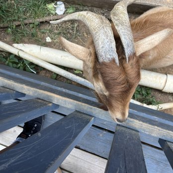 Sugar's Ribs - Friendly goats to pet and feed while waiting for delicious food! - Barbeque Near Me - Chattanooga, Tennessee Sugar's Ribs - Friendly goats to pet and feed while waiting for delicious food! - Barbeque Near Me - Chattanooga, Tennessee