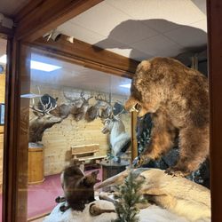 Beavers Bend Wildlife Museum & Taxidermy Studio