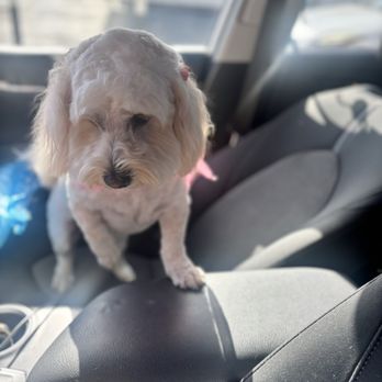 Whiskers & Tails - Fea bath, hair cut and nail trim. - Pet Groomers Near Me - Covina, California Whiskers & Tails - Fea bath, hair cut and nail trim. - Pet Groomers Near Me - Covina, California
