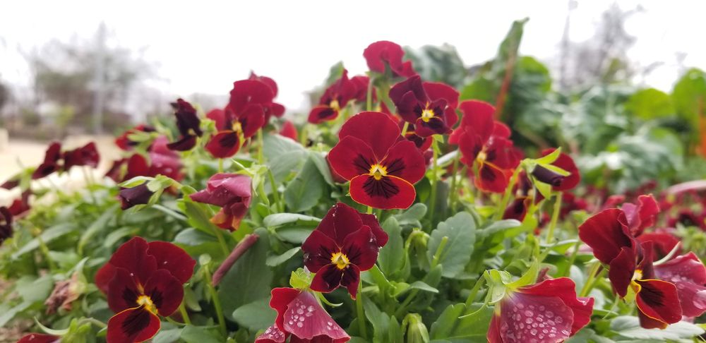 San Antonio Garden Center - wedding in San Antonio, TX