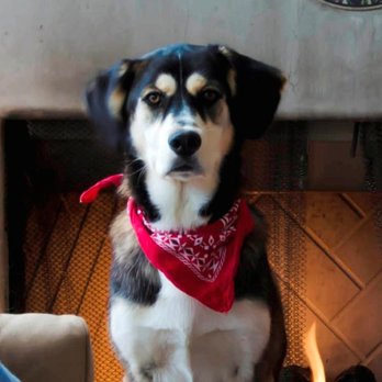 Bubbles Pet Spa - the after shot...clean & fluffy! - Pet Groomers Near Me - Encino, California