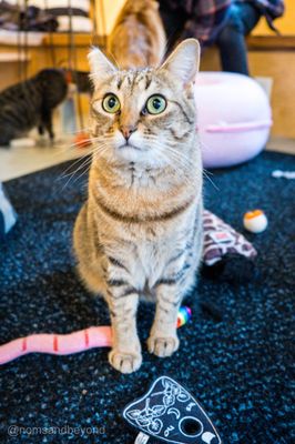 NEKO Cat Cafe Seattle by null