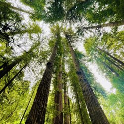 Muir Woods Tours & Adventures