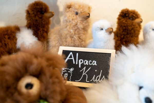 Alpaca by Design by null