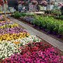 Photo of Vivero Aznaljarafe