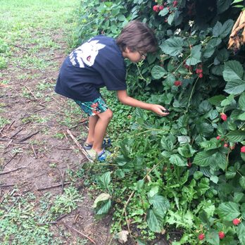 Stover's Farm & U-Pic - Yummy blackberries! - Pick Your Own Farms Near Me - Berrien Springs, Michigan