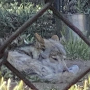 California Wolf Center - Zoos Near Me - Julian, California