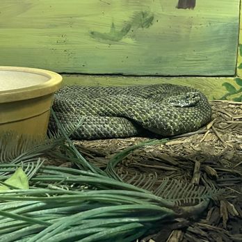 Kentucky Reptile Zoo - Mangshan's viper - Zoos Near Me - Slade, Kentucky