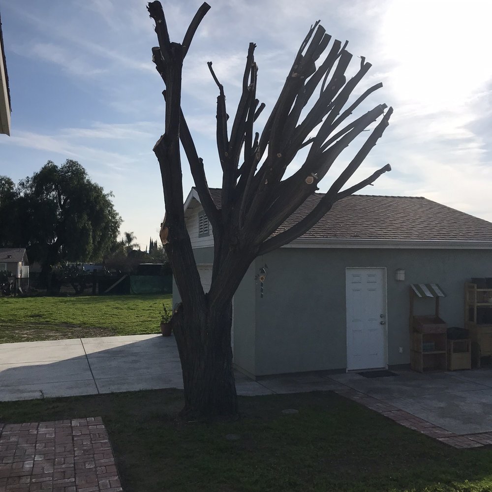 Real Tree Service - Trimmed, cut & clean! - Tree Services Near Me Real Tree Service - Trimmed, cut & clean! - Tree Services Near Me