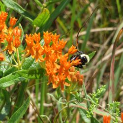 Ice Age Trail - Table Bluff Segment - Flowers and a happy bee