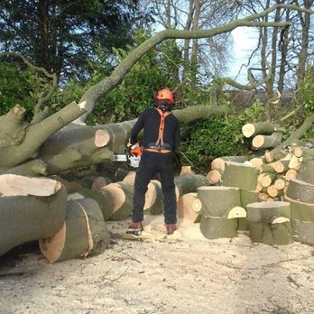 MJB Landscape Gardening - 250 year old Beech tree blown over drive in high wind - Landscaping Near Me - Reading, WBK MJB Landscape Gardening - 250 year old Beech tree blown over drive in high wind - Landscaping Near Me - Reading, WBK