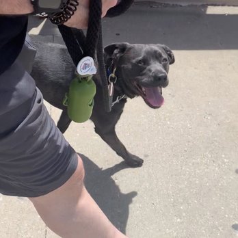 K911! - Loose leash walk among Memorial Day distractions (people, traffic, etc.) in the city! - Pet Training Near Me