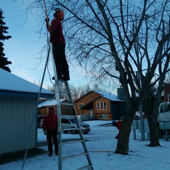 Tall Trees - They trimmin' trees. Bel don't care. - Tree Services Near Me - Anchorage, Alaska Tall Trees - They trimmin' trees. Bel don't care. - Tree Services Near Me - Anchorage, Alaska