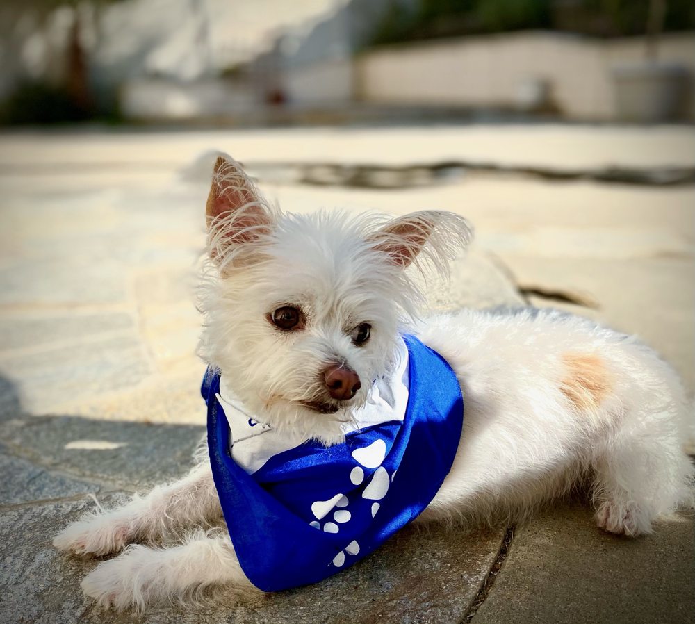 GROOM SERVICE MOBILE PET SPA Updated September 2024 166 Photos