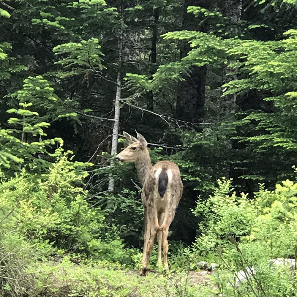Narada Falls - Deer - Landmarks & Historical Buildings Near Me - Packwood, Washington Narada Falls - Deer - Landmarks & Historical Buildings Near Me - Packwood, Washington