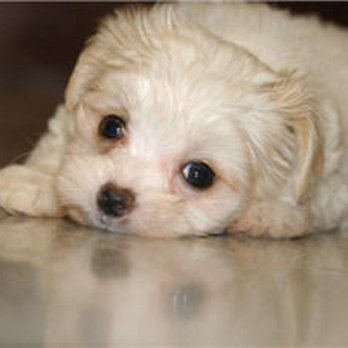 Canyon Meadows Veterinary Clinic - Photo - Veterinarians Near Me - Calgary, Alberta Canyon Meadows Veterinary Clinic - Photo - Veterinarians Near Me - Calgary, Alberta
