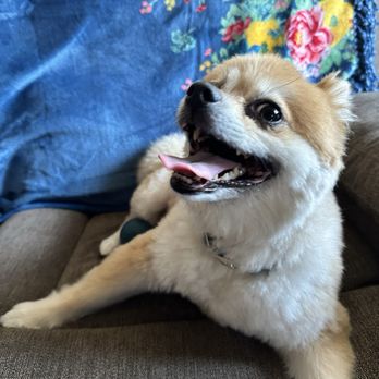 Pampered Paws - Pet Groomers Near Me - La Habra, California Pampered Paws - Pet Groomers Near Me - La Habra, California