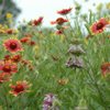 Connemara Conservancy gift card