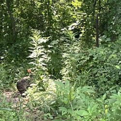 Baton Rouge Audubon Society Peveto Woods Sanctuary - Swamp rabbit