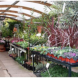 Adrian Hall Garden Centre
