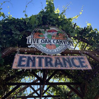 Live Oak Canyon Pumpkin Patch and Christmas Tree Farm - Christmas Trees Near Me - Redlands, California Live Oak Canyon Pumpkin Patch and Christmas Tree Farm - Christmas Trees Near Me - Redlands, California