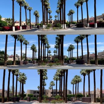Treestora - Three photos from start to finish. The Raquet club palm springs. - Landscaping Near Me - Indian Wells, California Treestora - Three photos from start to finish. The Raquet club palm springs. - Landscaping Near Me - Indian Wells, California