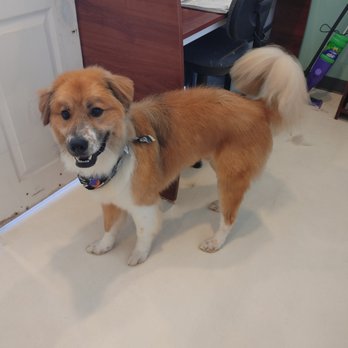 Tiffany'S Dog & Cat Grooming: Ultimate Pet Pampering