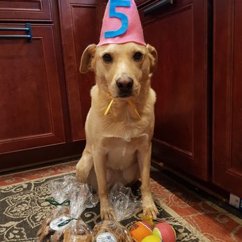 Bark Harbor - Pumpkin, Apple Cinnamon, and Blueberry biscuit treats for her birthday. - Pet Stores Near Me - Bar Harbor, Maine