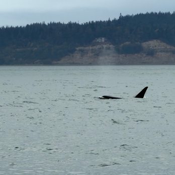 Puget Sound Express - Whale Watching Tours Near Me - Edmonds, Washington Puget Sound Express - Whale Watching Tours Near Me - Edmonds, Washington