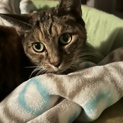 Actors and Others for Animals - Zippy is glad to be home!