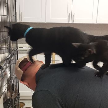 Frisky Cat Cafe - Cafes Near Me - St. Augustine, Florida