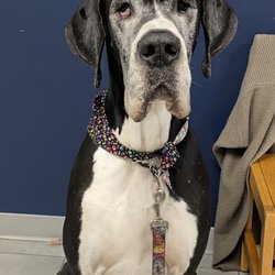 Scenthound - My big ol' boy loves Scenthound! He always comes home smelling great!