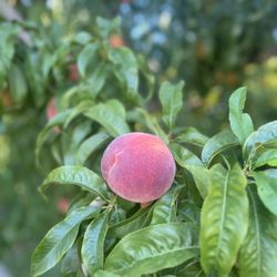 Colorado Wine Country Inn - Peach from tree near property. Palisade peaches are the best!