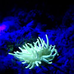 Chili Charters, Cozumel Mexico - Reef rave