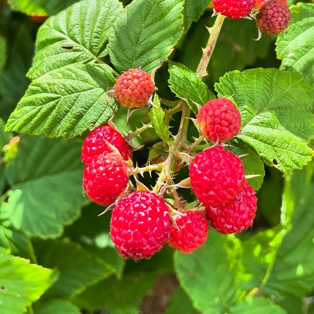 Donaldson Farms - Fruits & Veggies Near Me - Hackettstown, New Jersey
