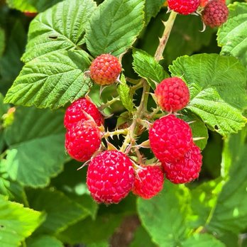 Donaldson Farms - Fruits & Veggies Near Me - Hackettstown, New Jersey Donaldson Farms - Fruits & Veggies Near Me - Hackettstown, New Jersey
