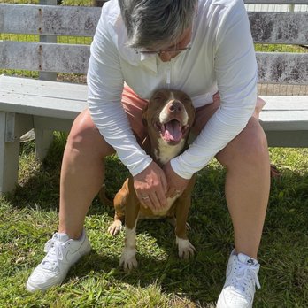 Kauai Humane Society - Good dog - Animal Shelters Near Me - Lihue, Hawaii Kauai Humane Society - Good dog - Animal Shelters Near Me - Lihue, Hawaii