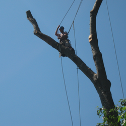 Townsend Tree Trimming - Townsend Tree Trimming